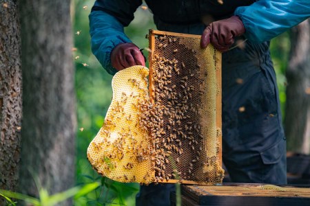 辻養蜂場 レンゲ蜂蜜 300g×2本 計600g はちみつ