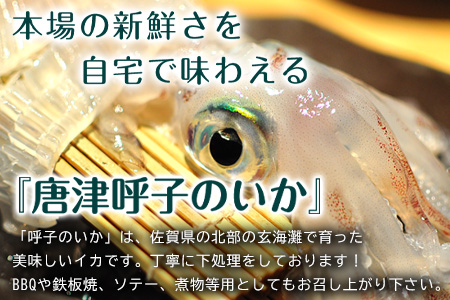 唐津呼子産 丸ごといか(大サイズ)下処理済 1kg以上 海鮮 新鮮 刺身 フライ 煮物 姿焼 「2023年 令和5年」