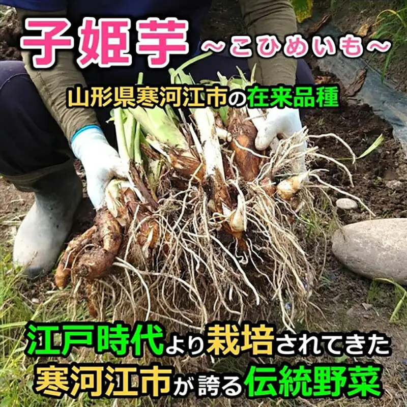 洗い里芋 子姫芋（こひめいも） 1.2kg以上（400g×3袋） 山形 令和8年産 2026年産 【2026年9月下旬頃から11月上旬頃配送予定】　014-B-CS002