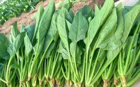 大分県産 高原 ほうれん草 3kg (200g×15袋) 高原野菜