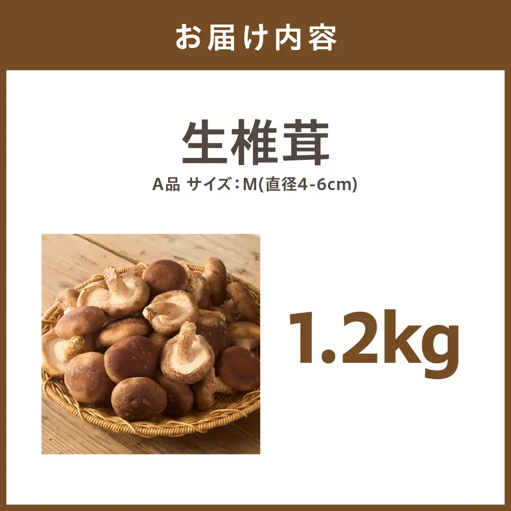 【一週間以内に発送】生しいたけ　肉厚シイタケ　無農薬　菌床栽培　1.2kg【ハタモト農産】_HA1003