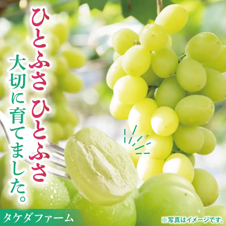 ぶどう シャインマスカット 1房 約800g マスカット ぶどう ブドウ 種無し 皮ごと 葡萄 フルーツ 果物 旬 くだもの 阿見町 茨城県【2026年9月下旬より順次発送】（49-01）