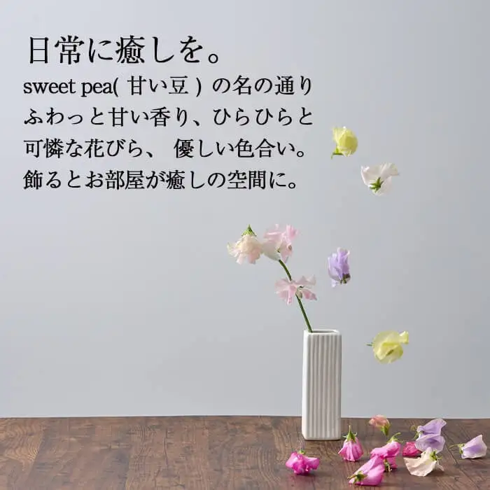 ＜先行予約受付中！2027年1月から順次発送予定＞＜A品＞スイートピーミックス(50本)花 常温 【AL-3】【安田農園】