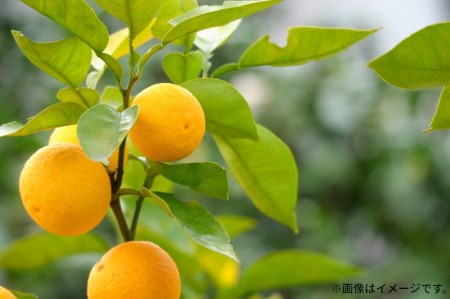 せとか (約3kg)