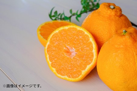 厳選デコポン (約3kg)