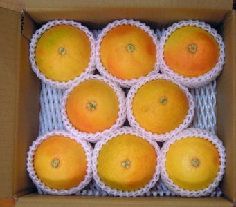 美浜町産グレープフルーツ（スタールビー）ご家庭用　6-8玉（約2.2kg）