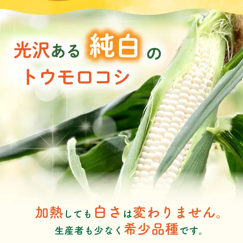まるでフルーツ 村田農園のパールコーン 10本【大人気の白いとうもろこし(ホワイトコーン)】_野菜 とうもろこし  トウモロコシ_【配送不可地域：離島】【1075298】