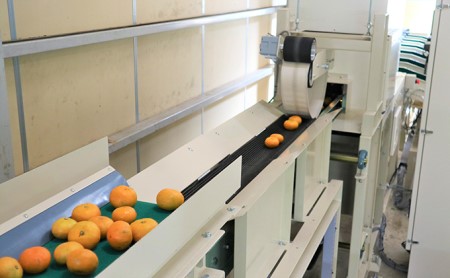 【2025年10月下旬より順次発送】三ヶ日みかん（極早生5kg）光センサー選果 デザート 食後 おやつ こだわりマルチ栽培 糖度 10.5 以上 箱詰め 混載 濃厚 冬の味覚 静岡県産 産地直送 ビタミン サイズ混在