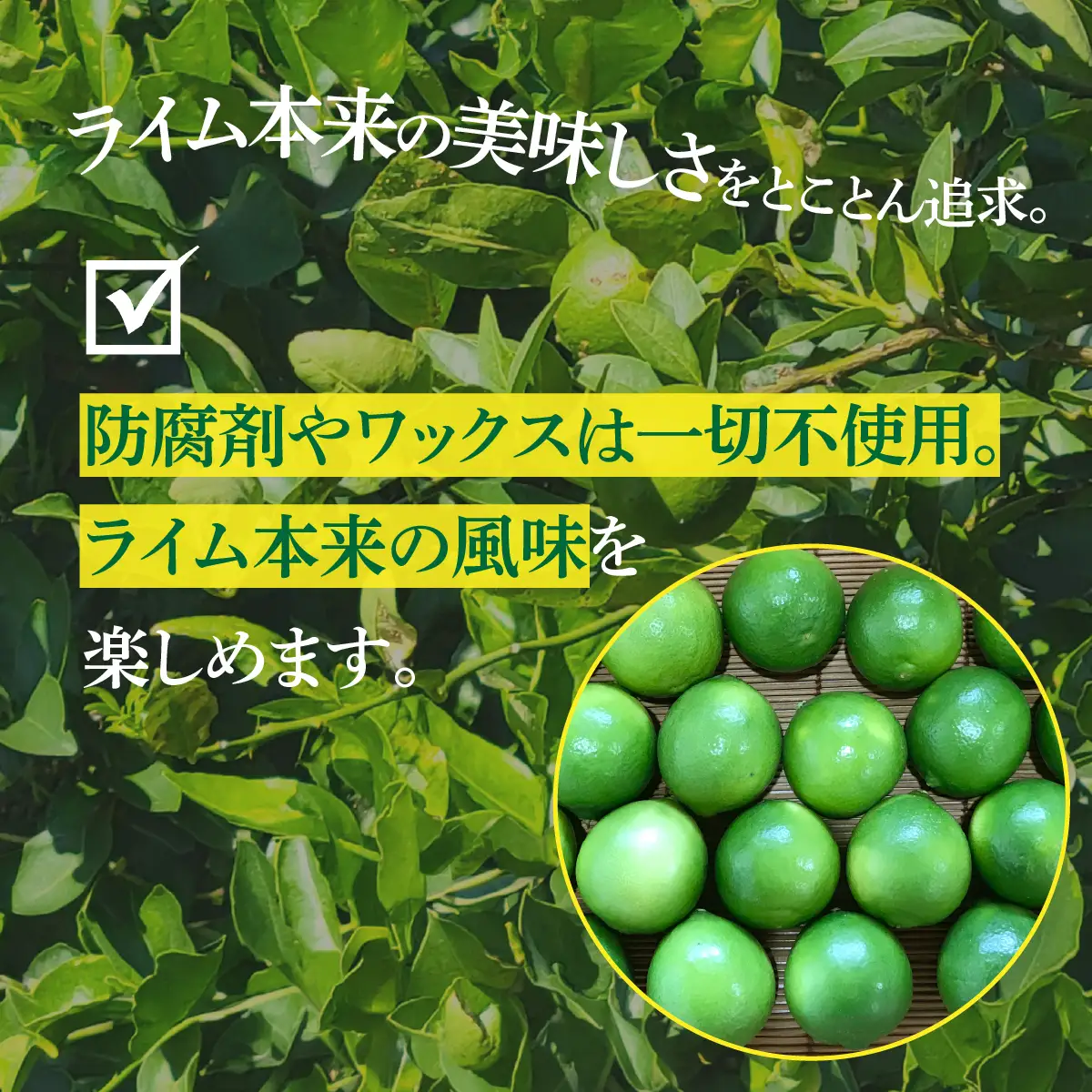 青いレモンの島 ライム 約2kg ライム