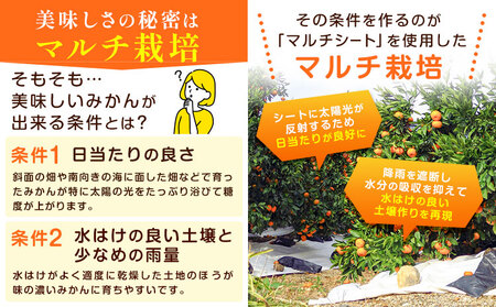 みかん マルチみかん「うまか」1箱 (約2.2kg)