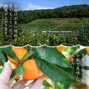 【先行予約】鹿児島県産 温州みかん（北原早生）約5kg みかん【01-039-05】