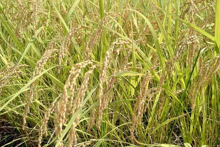 【令和7年産】弥栄町産特別栽培米「秘境奥島根弥栄」つや姫5割減（玄米）30kg【090_1865】