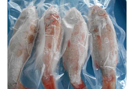 低温技術で瞬間冷凍～いつでも獲れたての味～『山陰・日本海産のどぐろ4尾』下処理済 塩焼き、煮つけ、蒸し物用 魚介類 魚貝類 魚 のどぐろ 冷凍 下処理済み 【165_1460】