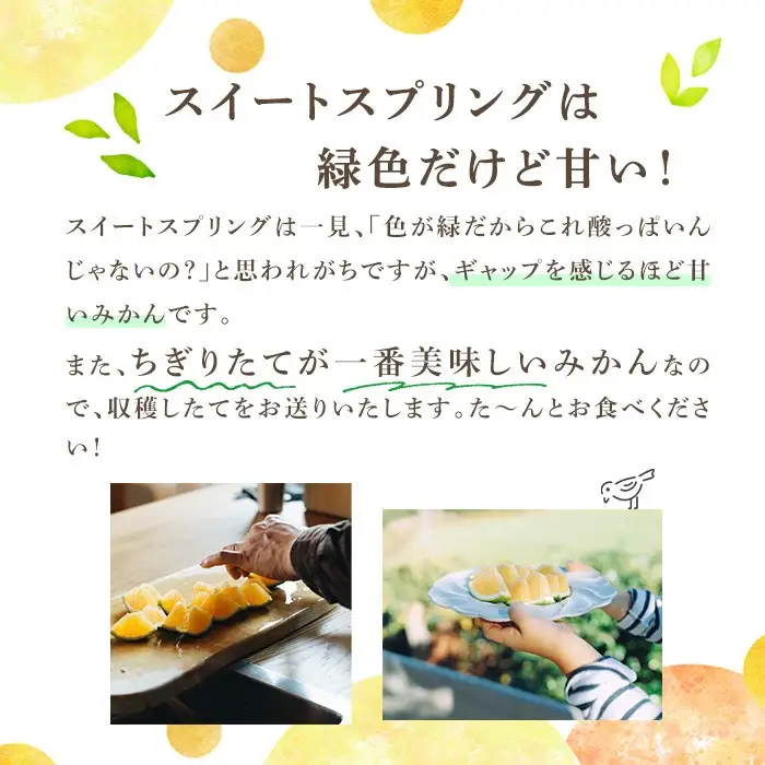 ＜先行予約受付中！2026年11月下旬以降順次発送予定＞数量限定！鹿児島県産スイートスプリング(約8kg) 柑橘 フルーツ 果物 国産 みかん 期間限定 ミカン スイスプ 【株式会社土曜日】akn069-04