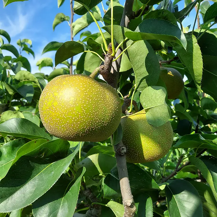 にっこり梨 3kg 【10月発送開始】
