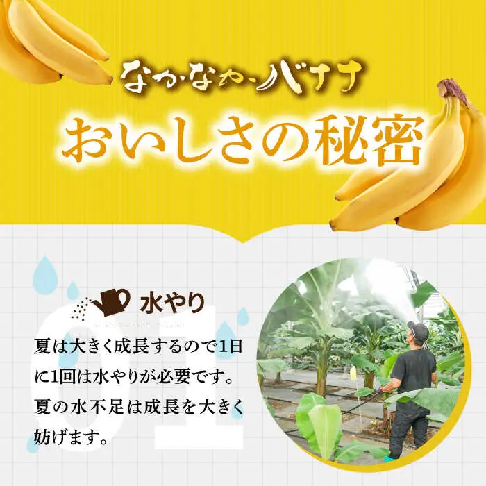 【3回定期便】【皮ごと食べられる！】なかなかバナナ  5本〈7月-9月は発送停止〉 / バナナ フルーツ 果物 定期便 フルーツ定期便 / 南島原市 / ミナサポ [SCW035]