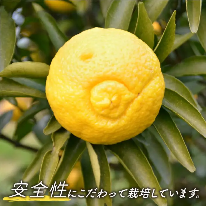 【2027年2月-発送】【爽やか系 柑橘 春のみかん 】はるか 約2kg / みかん ミカン 蜜柑 柑橘 果物 フルーツ / 南島原市 / 長崎県農産品流通合同会社 [SCB028]