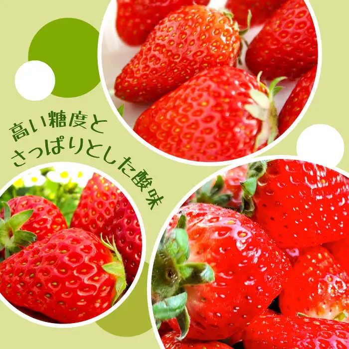 【2027年1月-発送】【限定いちご】 ゆめのか  1kg（250g×4p）/ いちご イチゴ 苺 フルーツ 果物 くだもの / 南島原市 / 長崎県農産品流通合同会社 [SCB040]