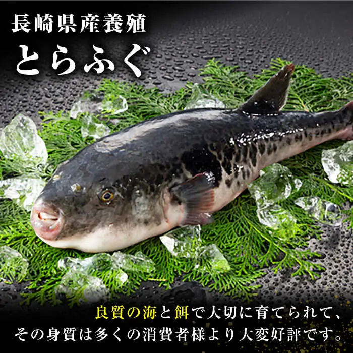 長崎県産 とらふぐ刺身4人前 / ふぐ フグ 河豚 トラフグ ふぐ刺し / 南島原市 / 大和庵 [SCJ001]
