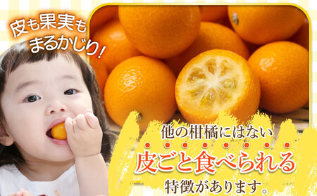 【先行予約】串間市産 完熟きんかん「たまたま」1kg（1kg×1箱）_K001-019