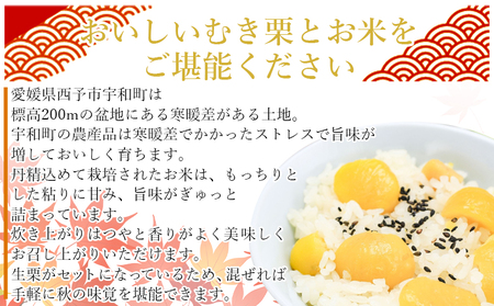 【先行予約】＜愛媛県西予市産 栗ご飯セット（生栗 1.5kg・コシヒカリ 2kg）＞ 国産 くり 和栗 米 栗ごはん 混ぜご飯 秋の味覚 愛媛県 西予市 【冷蔵】『2026年10月上旬～10月下旬迄に順次出荷予定』UUB0022