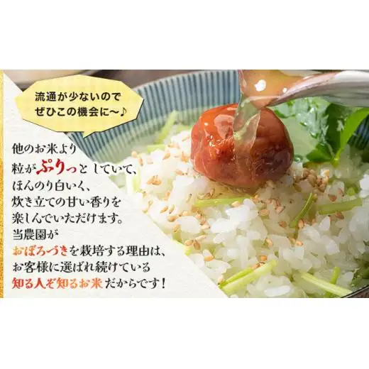 《令和 7 年産》お米 おぼろづき 20kg｜『100%自家生 産精米』善生さんの自慢の米 ※一括発送 北海道 岩見沢市【06135】 