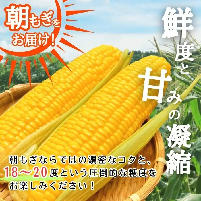 【2026年8月上旬から発送】北海道とままえ産 スイートコーン 2Lサイズ 約15本 とうもろこし 北海道産 先行 予約 受付 甘い 旬 産地直送 野菜 冷蔵 北海道 苫前町 とままえ rum11