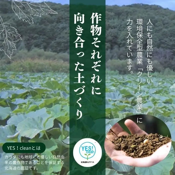 北海道とままえ産 かぼちゃ 3玉 計5kg前後 カボチャ 南瓜 北海道産 先行 予約 受付 甘い 旬 産地直送 野菜 北海道 苫前町 とままえ rum12