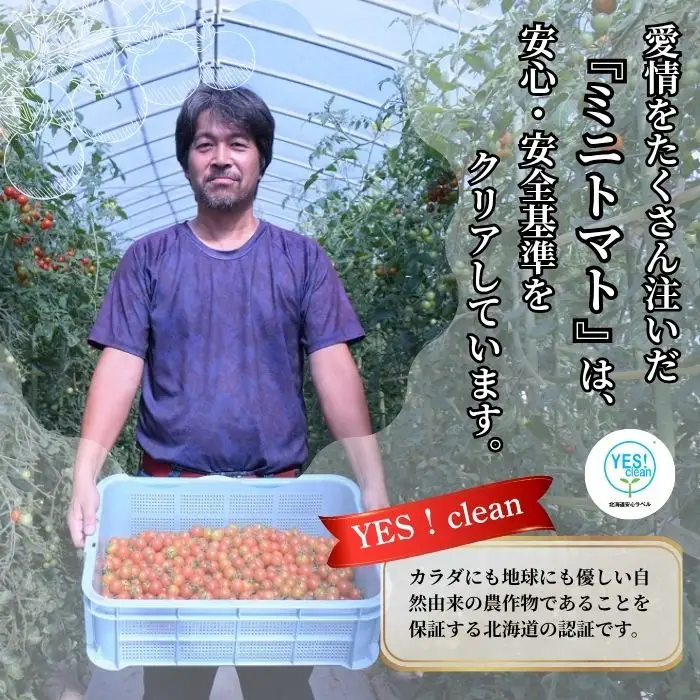【2026年7月上旬から発送】北海道とままえ産 ミニトマト「愛果（あいか）」2kg トマト とまと 北海道産 先行 予約 受付 甘い 旬 産地直送 野菜 北海道 苫前町 とままえ rum13