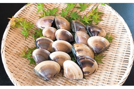 【国産】天然活〆はまぐり冷凍　大粒1.5kg（砂抜き済み）【はまぐり 蛤 はまぐり 天然 はまぐり 国産 はまぐり 冷凍 はまぐり 急速冷凍 海鮮 貝 砂抜き済み 大粒 肉厚 希少 茨城 茨城県産 ひな祭り お食い初め 人気 おすすめ】
