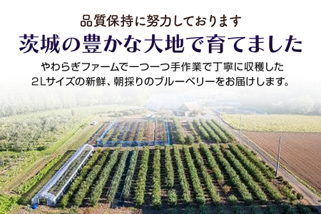 【数量限定】朝採り生ブルーベリー 800g（100g×8） 9-H 【6月中旬～7月以降発送予定】