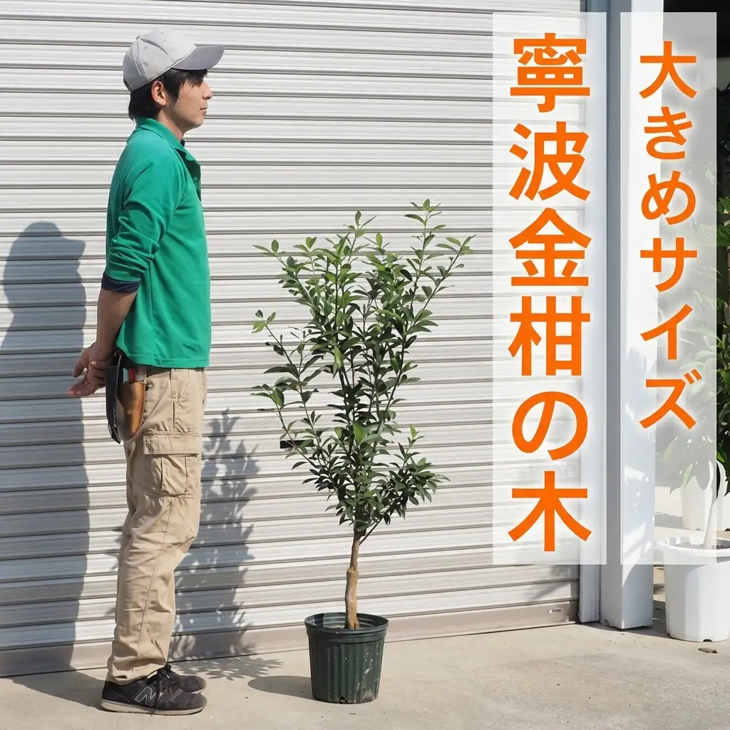鉢植え 寧波金柑の木 大きめサイズ 1本 インテリア 鉢植え