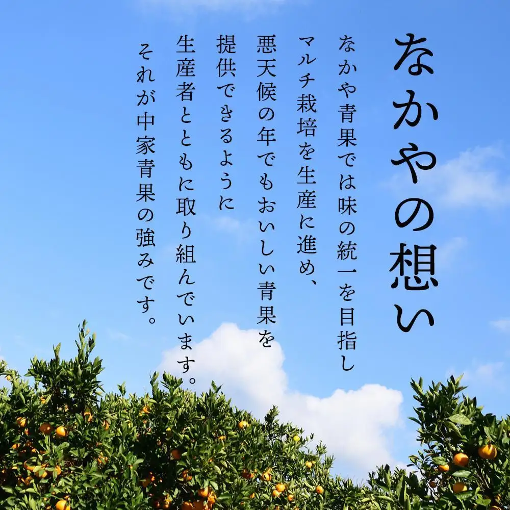 和歌山県産 糖度 12.5度以上 訳あり みかん 3kg 3S ～ Lサイズ混合【NY4w】