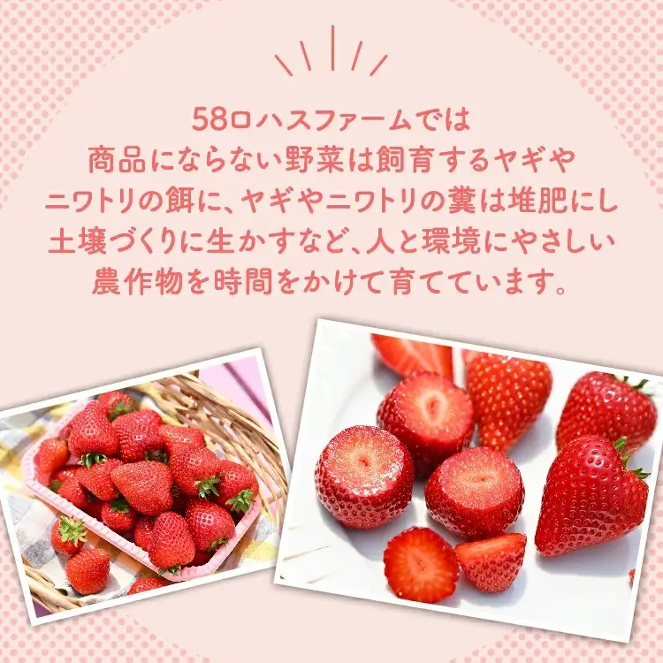 いちご 『ロイヤルクイーン』 大粒 12粒～15粒×1箱 ※2027年1月～発送