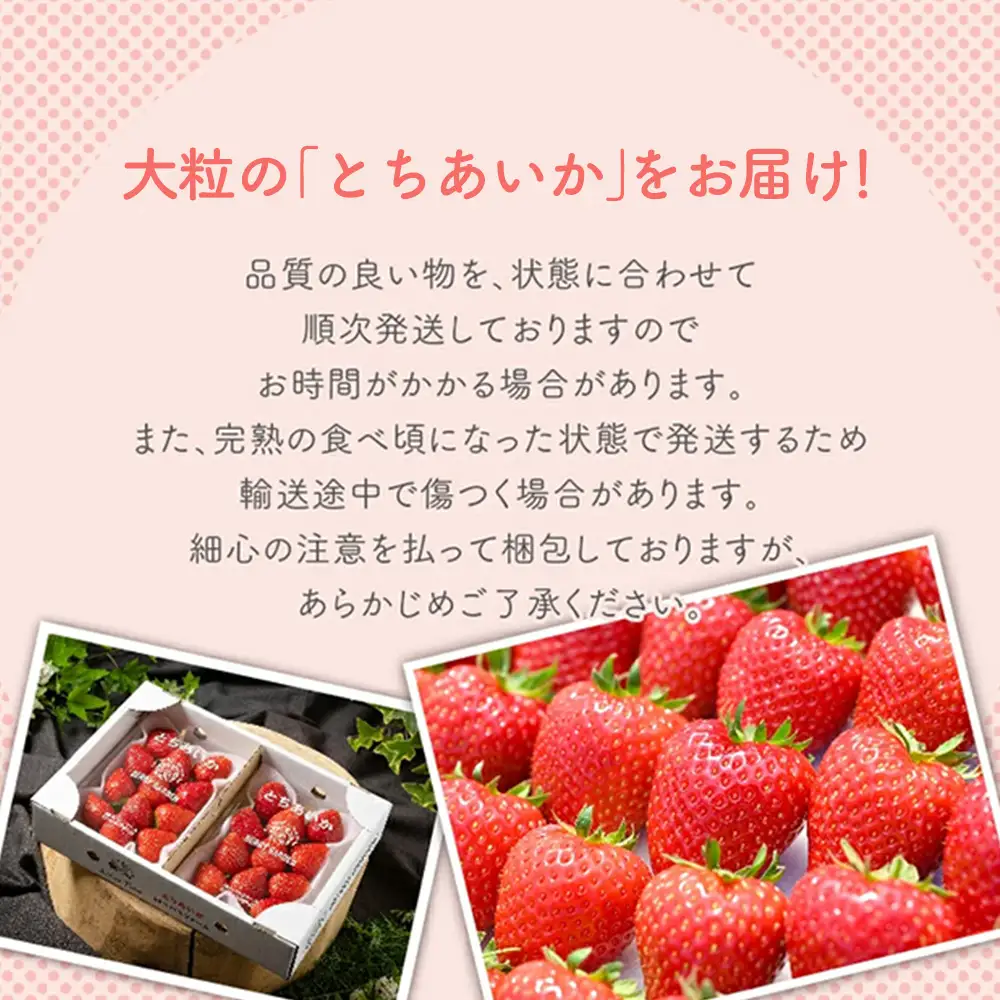 いちご 『とちあいか』 大粒 8～15粒×2パック ※2027年1月～発送