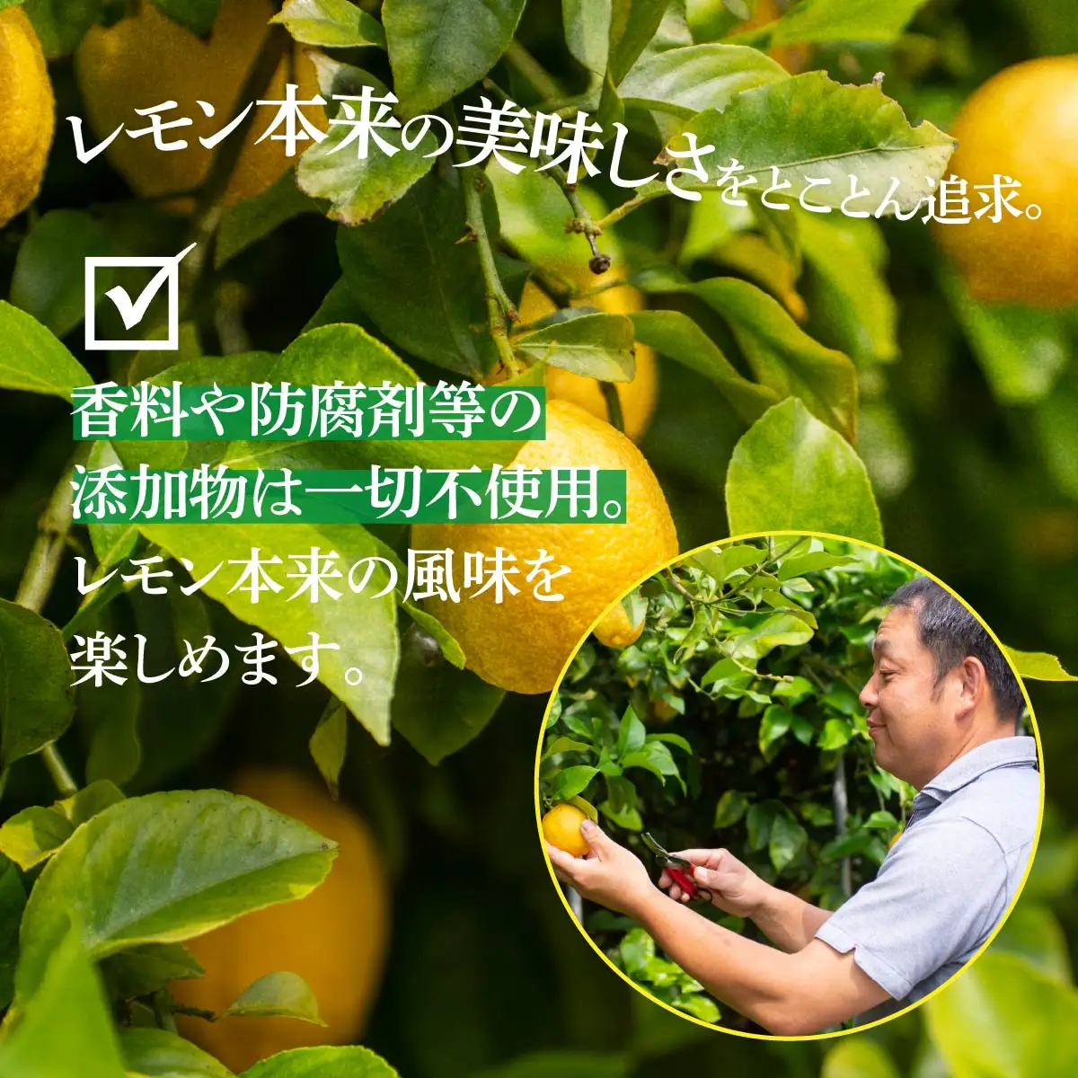 【配送エリア：北海道・沖縄】青いレモンの島 レモン約3kg