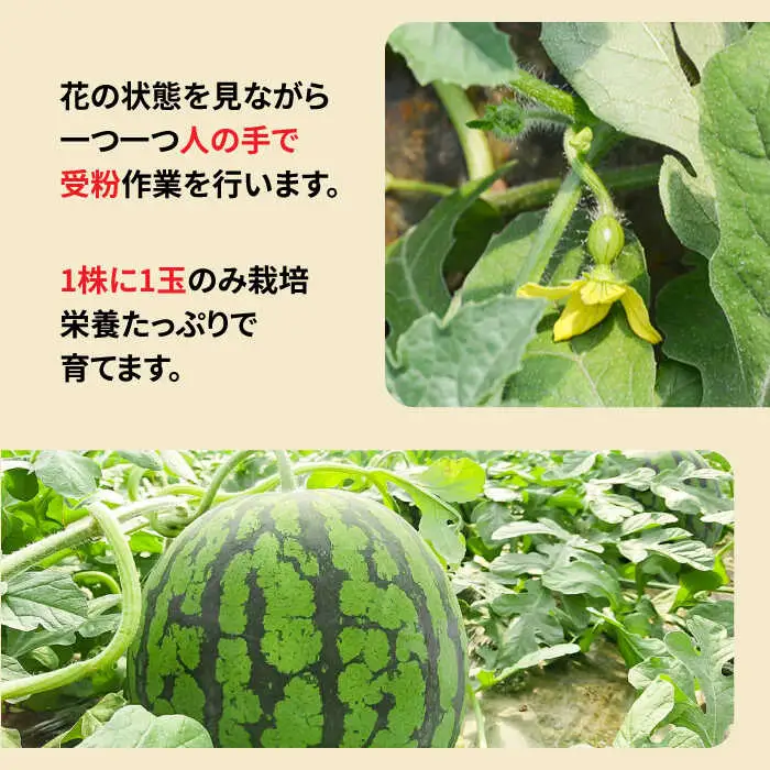 【2026年10月-発送】大玉羅皇スイカ 1玉 [SBA013] スイカ