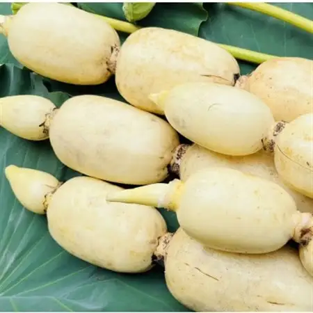 肉厚でシャキシャキの食感と甘みが特徴　　掘りたて れんこん　4Kg(4～7本)_野菜 レンコン 根菜 れんこん 蓮根_【配送不可地域：離島】【1336120】