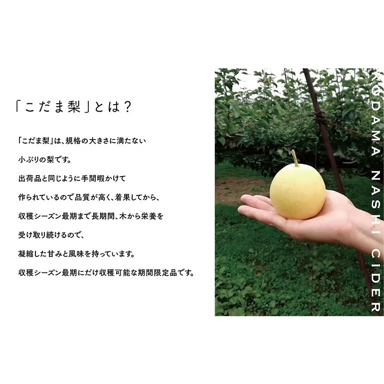 【個数限定】こだま梨サイダー 330ml×5本 飲料 炭酸 ジュース 果汁 ソーダ 二十世紀梨 香料 甘味料 着色料 不使用 風味 甘み