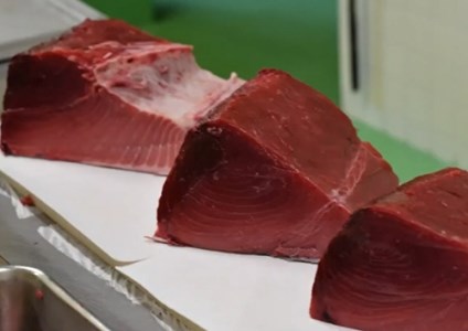 （冷蔵）南伊勢町産　養殖　本まぐろ　1本　50～60kg／三重外湾漁業協同組合　パーティー　イベント　丸ごと　鮪　三重県　伊勢志摩