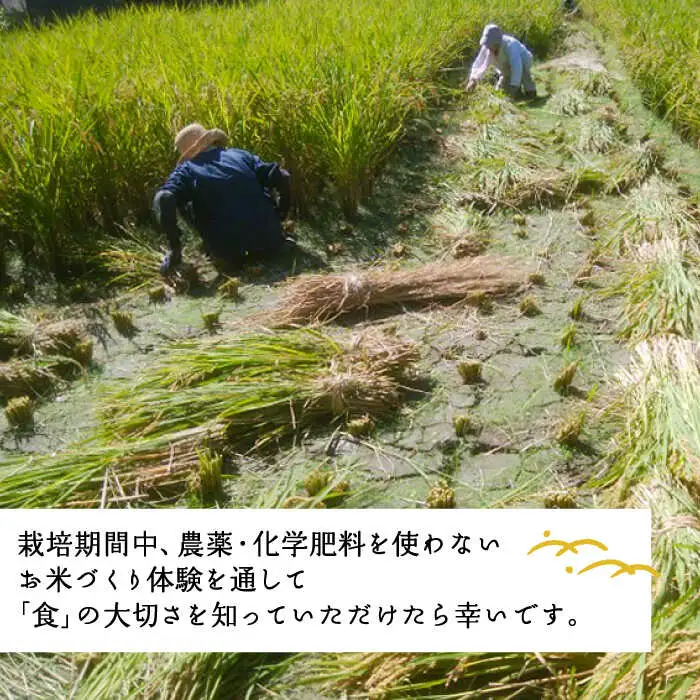 お米づくり 体験チケット 糸島市 / 天然パン工房楽楽【いとしまごころ】 [AVC065] 体験型 農業 食育