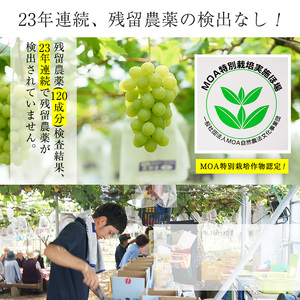 No.122 ぶどう特選3色セット(計約2.0kg・約6房) 国産 九州産 鹿児島県産 果物 フルーツ 葡萄 ブドウ 数量限定 ピオーネ シャインマスカット 詰合せ 詰め合わせ セット 食べ比べ【かんとりぃぱぁく】