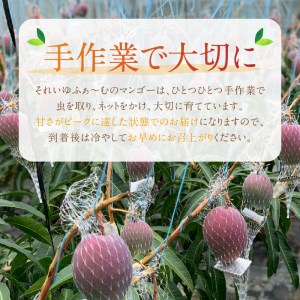 それいゆ マンゴー 1kg A006-016 それいゆマンゴー フルーツ トロピカル 先行受付  事前受付 事前予約 ソレイユスマイルふるさと納税 奄美市 おすすめ ランキング プレゼント ギフト