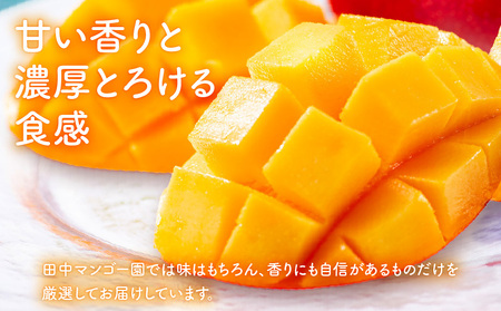 【 2026年 先行予約 】 沖永良部 完熟 アップル マンゴー 2～3玉で1kg W001-009u 果物 マンゴー