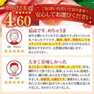 天然ブリ 1本 5kg～ 下処理なし まるごと直送便【天然ブリ】【R01211】