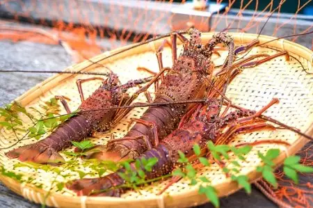 10月中旬以降発送 天然 伊勢海老１kg（サイズおまかせ高知県産）※着日指定不可※エビ 甲殻類 海鮮BBQ アウトドア キャンプ お祝い【R01671】