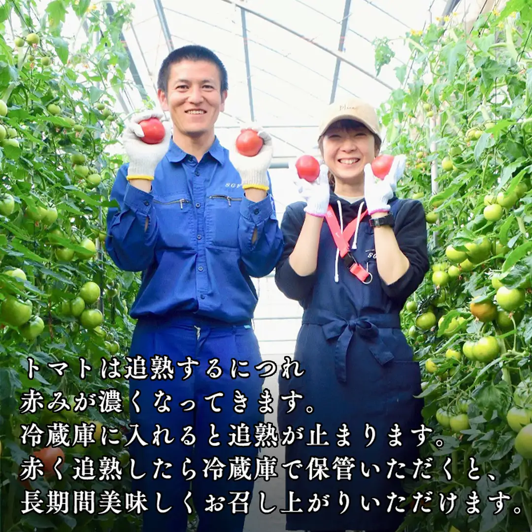 《 2027年 収穫分 》全3回 定期便 スーパーフルーツトマト 小箱 約800g × 1箱 × 3回 糖度9度以上 先行予約 定期便 3ヶ月 茨城県 桜川市 KEK 国産 トマト フルーツトマト ブランドトマト 野菜 ギフト 贈答 青空レストラン アド街ック天国 グッドモーニング 黄金のワンスプーン 昼めし旅 [BC050sa]