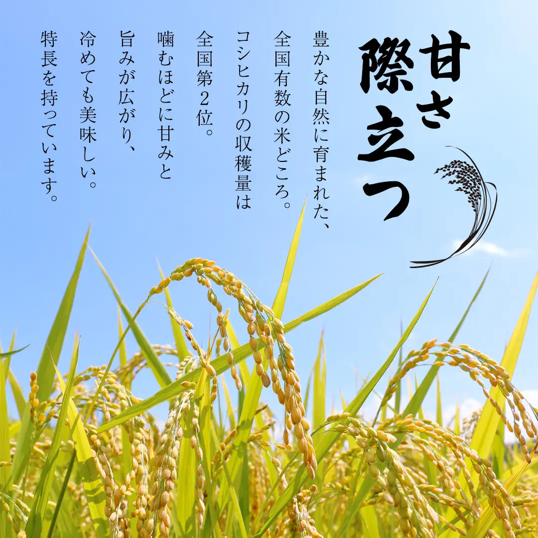 令和8年産 無洗米 茨城 新米 こしひかり 10kg（無洗米5kg×2本） 国産 お米 米 コメ 白米 ライス ご飯 おいしい コシヒカリ