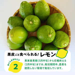 S131-005A_天草南蛮レモン　等級「優良混」2kg