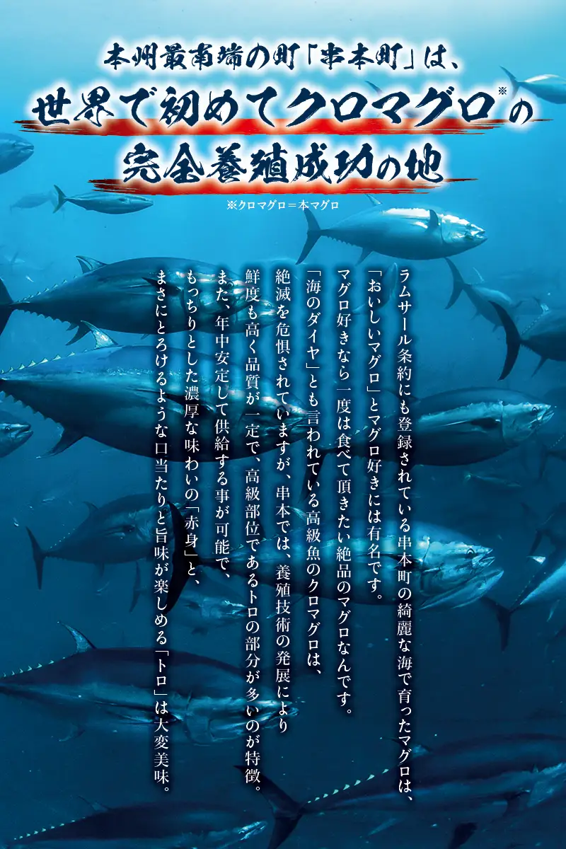 本マグロ（養殖）トロ＆赤身セット 3kg 【12月発送】【配達日指定不可】高級 クロマグロ  中トロ 中とろ まぐろ マグロ 鮪 刺身 赤身 柵 じゃばらまぐろ 本マグロ 本鮪 【nks112B-12】